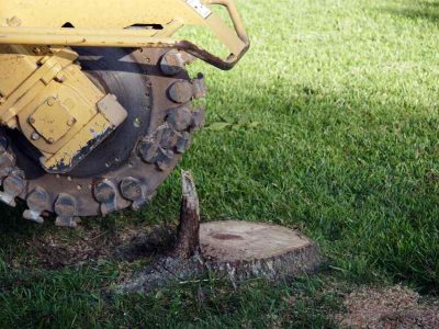 Tree Removal